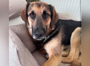 Lieber Schäfi-Mix Loki in 60437 Frankfurt