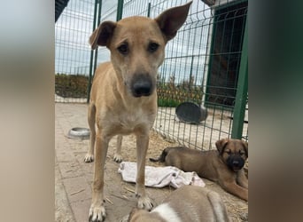 Leni - sehr lieb + sanft