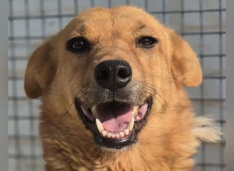 Sienna - schöne Hündin mit viel Potenzial sucht Zuhause (D/ CH/ LUX)
