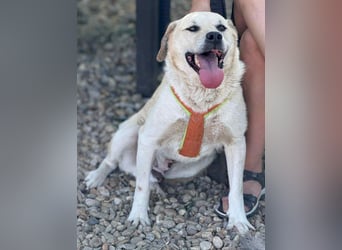 Max - seeehr verschmust u. lieb!