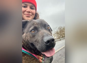 Paula - verschmuster Cane Corso-Mix