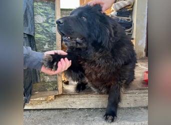 Chow-Mix-Terra - lieb, menschenbezogen, unkompliziert