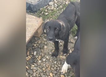 Smoothie - sanfter Welpenbub sucht Familie