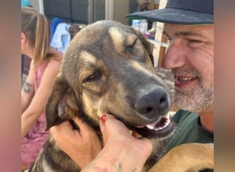 Pedro - Sonnenschein sucht Zuhause