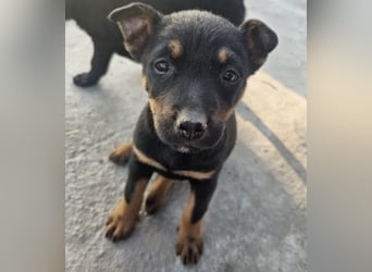 Welpenmädchen Dina sucht Körbchen (D/CH/LUX)