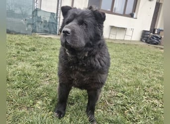 Chow-Mix-Terra - lieb, menschenbezogen, unkompliziert