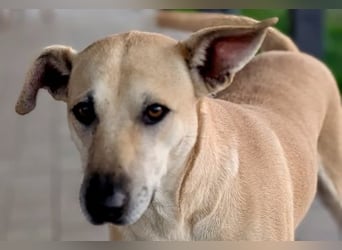 Leni - sehr lieb + sanft