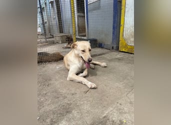 Nola - liebevolle Mama sucht ein Zuhause