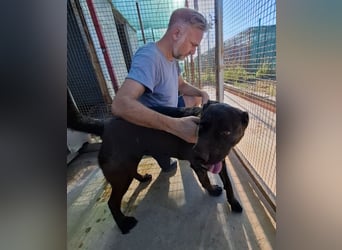 Paula - verschmuster Cane Corso-Mix
