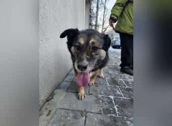 Kiruna sucht endlich ihr Körbchen (D/CH/LUX)