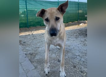 Leni - sehr lieb + sanft