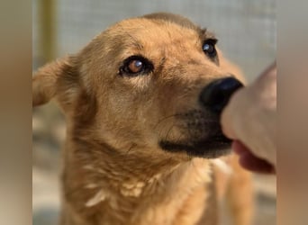 Sienna - schöne Hündin mit viel Potenzial sucht Zuhause (D/ CH/ LUX)
