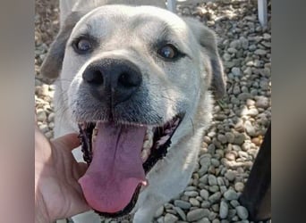 Max - seeehr verschmust u. lieb!