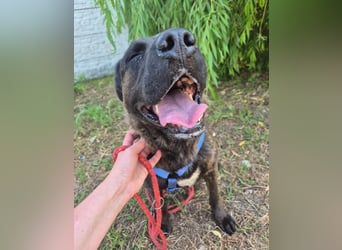 Paula - verschmuster Cane Corso-Mix