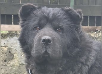 Chow-Mix-Terra - lieb, menschenbezogen, unkompliziert