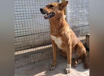 Sienna - schöne Hündin mit viel Potenzial sucht Zuhause (D/ CH/ LUX)