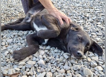 Smoothie - sanfter Welpenbub sucht Familie