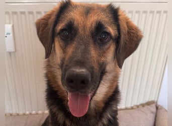 Lieber Schäfi-Mix Loki in 60437 Frankfurt