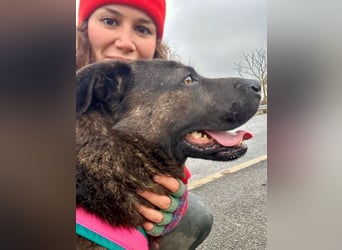 Paula - verschmuster Cane Corso-Mix