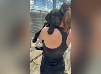 Welpe Nero sucht seine Familie (D/CH/LUX)