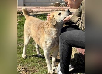 Max - seeehr verschmust u. lieb!