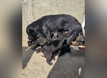 Welpe Nero sucht seine Familie (D/CH/LUX)