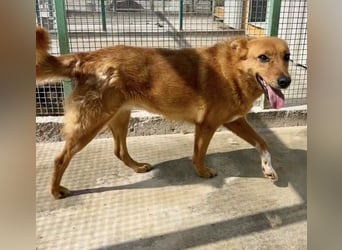 Sienna - schöne Hündin mit viel Potenzial sucht Zuhause (D/ CH/ LUX)