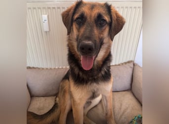 Lieber Schäfi-Mix Loki in 60437 Frankfurt