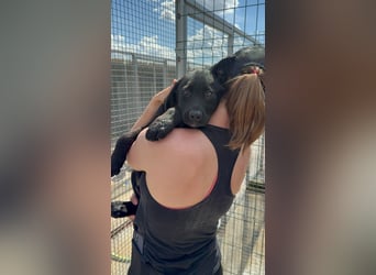 Welpe Nero sucht seine Familie (D/CH/LUX)