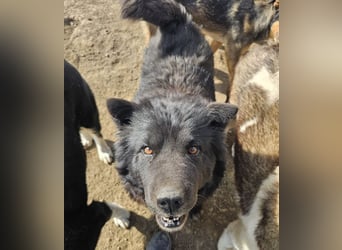 Chow-Mix-Terra - lieb, menschenbezogen, unkompliziert