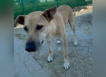 Leni - sehr lieb + sanft