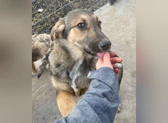 Pedro - Sonnenschein sucht Zuhause