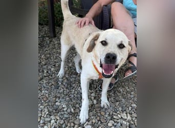 Max - seeehr verschmust u. lieb!