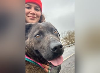 Paula - verschmuster Cane Corso-Mix