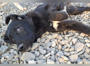 Smoothie - sanfter Welpenbub sucht Familie