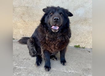 Chow-Mix-Terra - lieb, menschenbezogen, unkompliziert