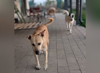 Leni - sehr lieb + sanft