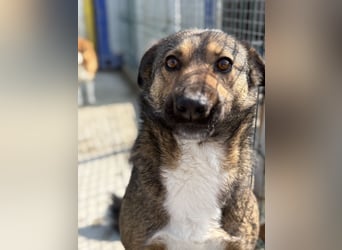 Joly sucht seine Person zum Ankommen