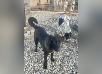 Smoothie - sanfter Welpenbub sucht Familie