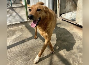 Sienna - schöne Hündin mit viel Potenzial sucht Zuhause (D/ CH/ LUX)