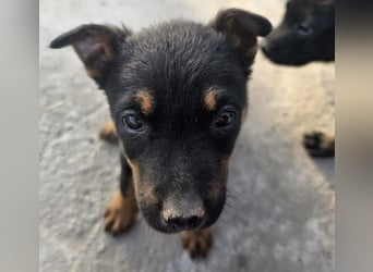 Welpenmädchen Dina sucht Körbchen (D/CH/LUX)