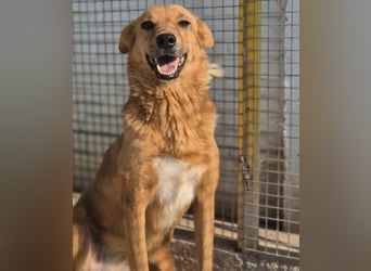 Sienna - schöne Hündin mit viel Potenzial sucht Zuhause (D/ CH/ LUX)