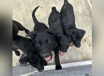 Welpe Nero sucht seine Familie (D/CH/LUX)
