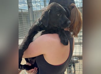 Welpe Nero sucht seine Familie (D/CH/LUX)