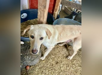 Nola - liebevolle Mama sucht ein Zuhause