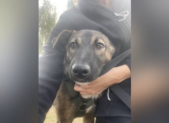 Joly sucht seine Person zum Ankommen