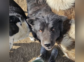 Chow-Mix-Terra - lieb, menschenbezogen, unkompliziert