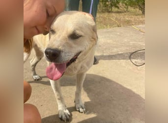 Max - seeehr verschmust u. lieb!