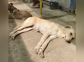 Nola - liebevolle Mama sucht ein Zuhause