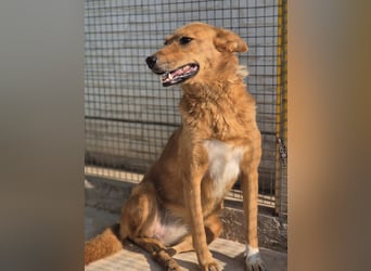 Sienna - schöne Hündin mit viel Potenzial sucht Zuhause (D/ CH/ LUX)